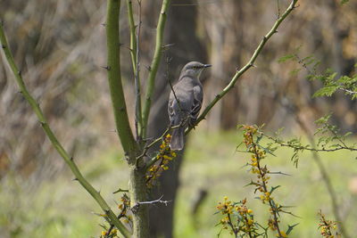 Bird perching on branch