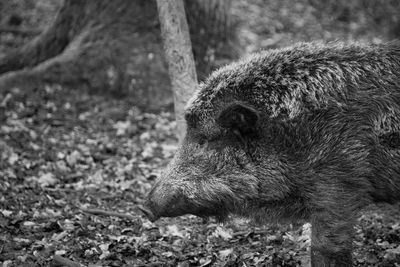 Side view of an animal on land