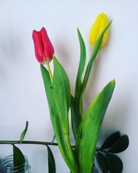 Close-up of flowers