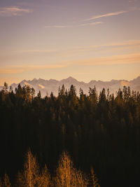 Scenic view of trees against sky during sunset