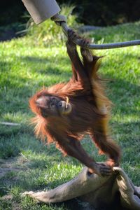 Close-up of monkey on tree