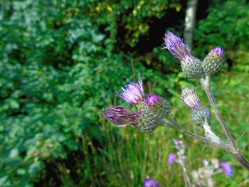 Close-up of purple flowering plant