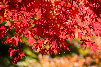 Close-up of maple leaves on tree