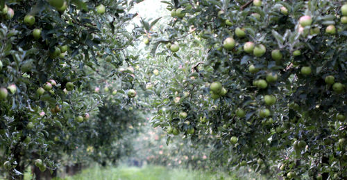 Close-up of fruits growing on tree