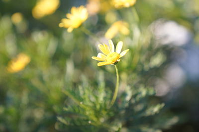 Close-up of yellow flowering plant