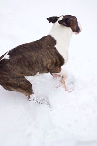 Dog on snow