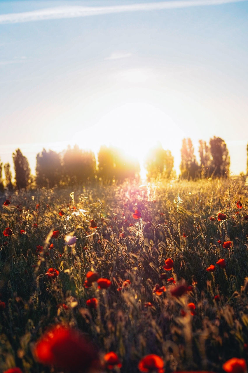 SCENIC VIEW OF FIELD AGAINST BRIGHT SUN