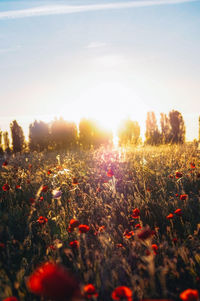 Scenic view of field against sky during sunset