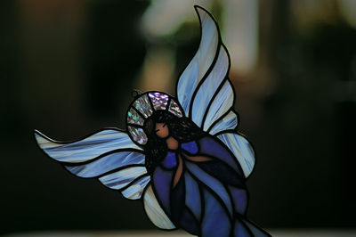 Close-up of butterfly on purple flower