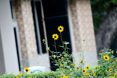 Close-up of flowering plant against window