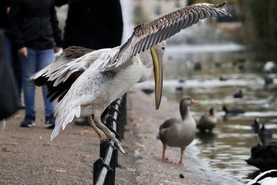 View of birds in lake