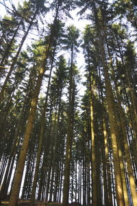 Low angle view of trees in forest against sky