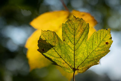 Close-up of yellow leaf during autumn