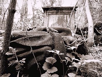 Close-up of abandoned tree