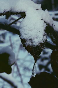 Close-up of frozen plant