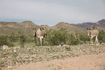 Horses standing on field against sky