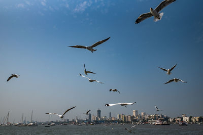 Low angle view of seagulls flying in sky