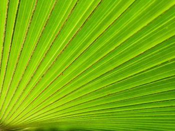 Full frame shot of palm leaves