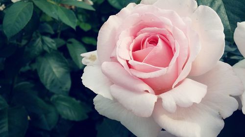 Close-up of pink rose