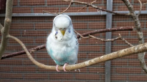 Close-up of parrot in cage