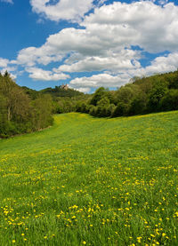 Scenic view of field against sky