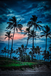 Palm trees on beach against sky