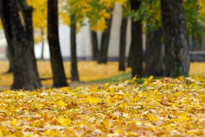 Fallen leaves on tree in park during autumn