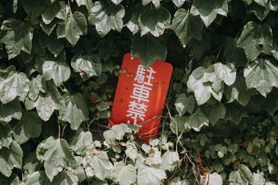 Close-up of red flowers