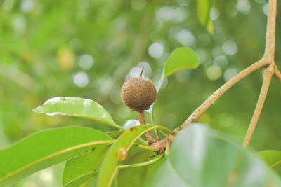 Close-up of fresh green plant