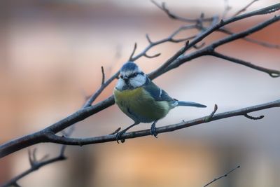 Close-up of bird perching on branch