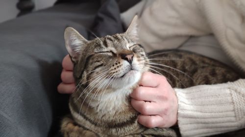 Full length of hand holding cat