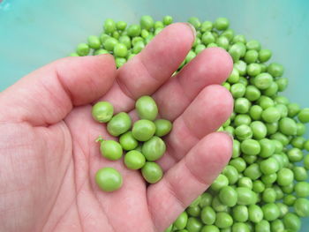 High angle view of hand holding green tomatoes