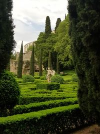 Trees and plants in garden against sky