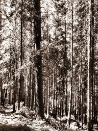 Trees in forest