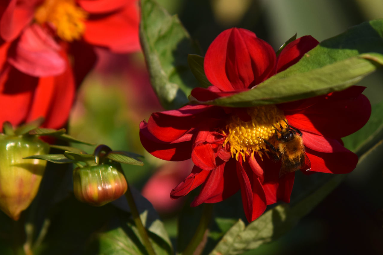 CLOSE-UP OF RED ROSE ON FLOWER