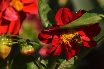 Close-up of red rose flower