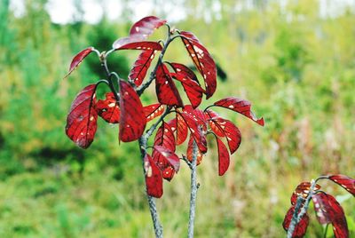 Close-up of red flowers