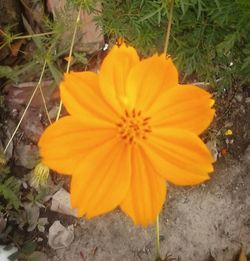 High angle view of yellow flower blooming in field