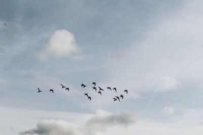 Low angle view of birds flying against sky