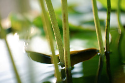 Close-up of fresh green grass