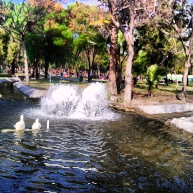 water, tree, motion, waterfront, flowing water, flowing, splashing, nature, beauty in nature, river, rippled, long exposure, waterfall, outdoors, day, scenics, stream, blurred motion, surf, fountain