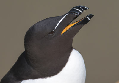 Close-up of razorbill's head