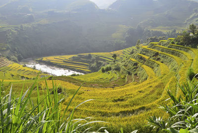 Scenic view of agricultural field