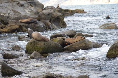 Rocks on beach