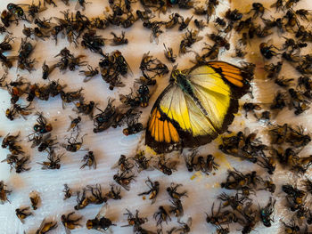 High angle view of bee