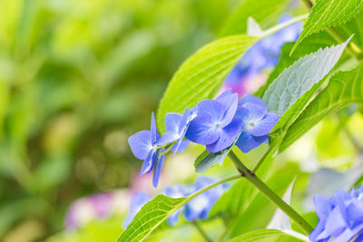 Close-up of purple flowers blooming outdoors