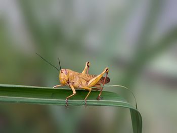 Close-up of grasshopper on plant