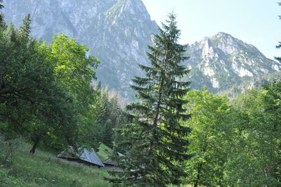 Trees in forest against sky