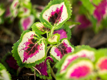 Close-up of pink flower buds