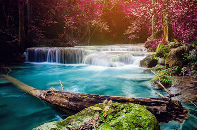 Scenic view of waterfall in forest